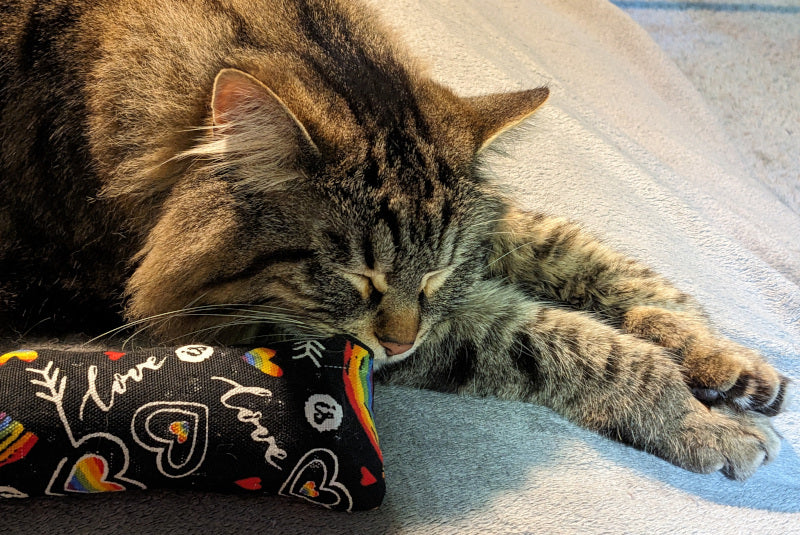 MoJo napping with his 'Love Is' catnip body pillow